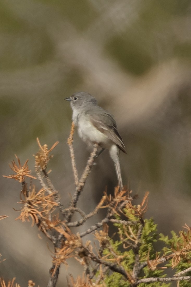 Gray Vireo