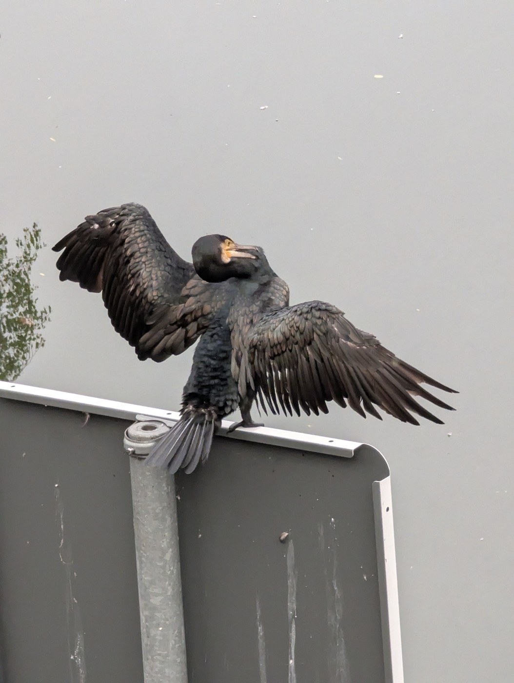 Great Cormorant