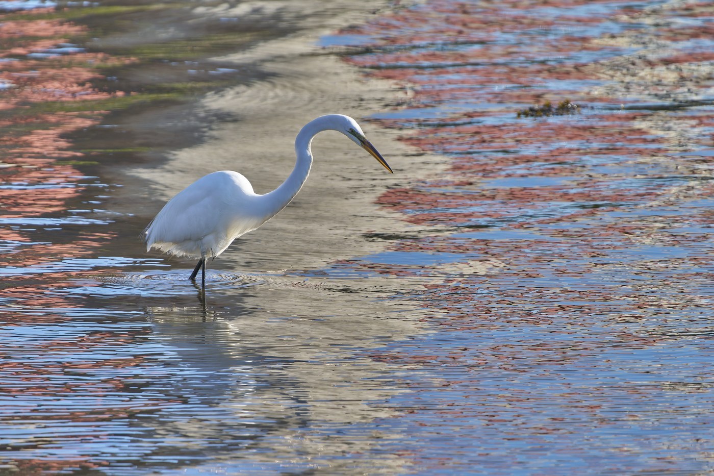 Great Egret