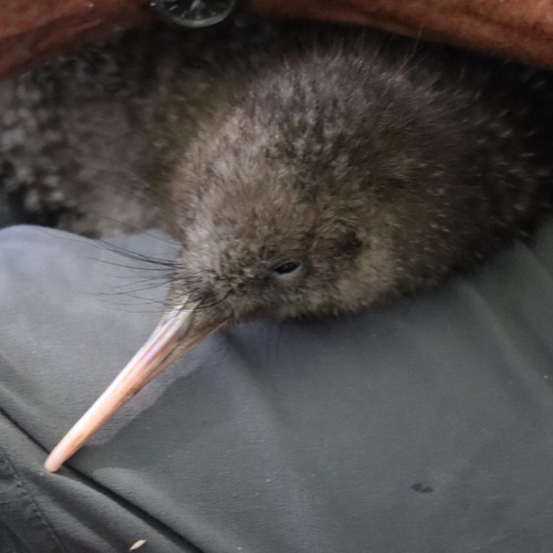 How to Identify Great Spotted Kiwi Feathers