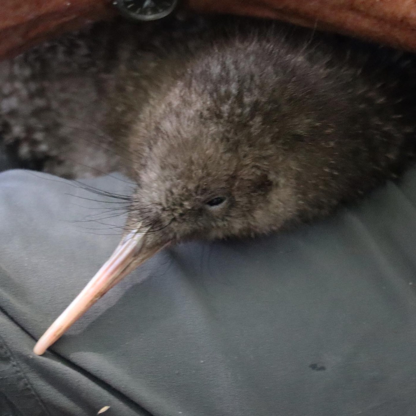 Great Spotted Kiwi