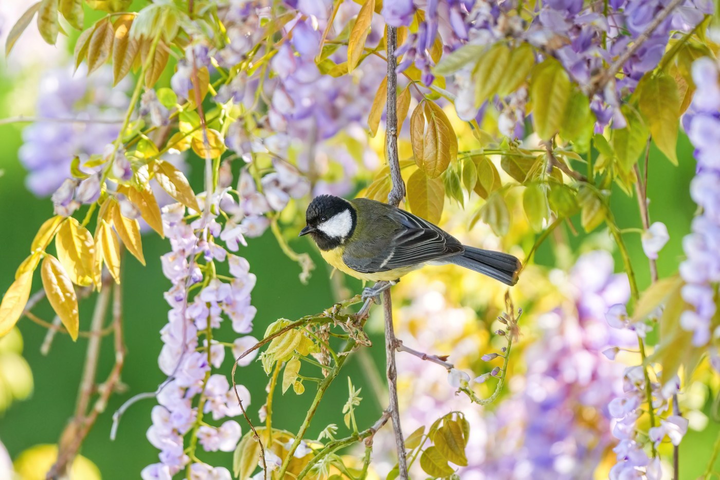 Great Tit