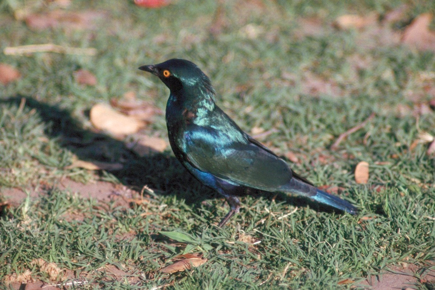 Greater Blue-eared Starling