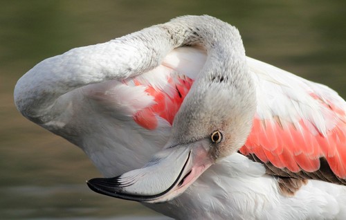 How to Identify Greater Flamingo Feathers
