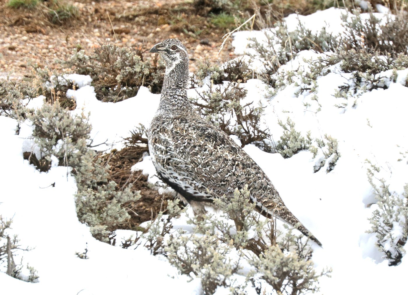 Greater Sage-Grouse