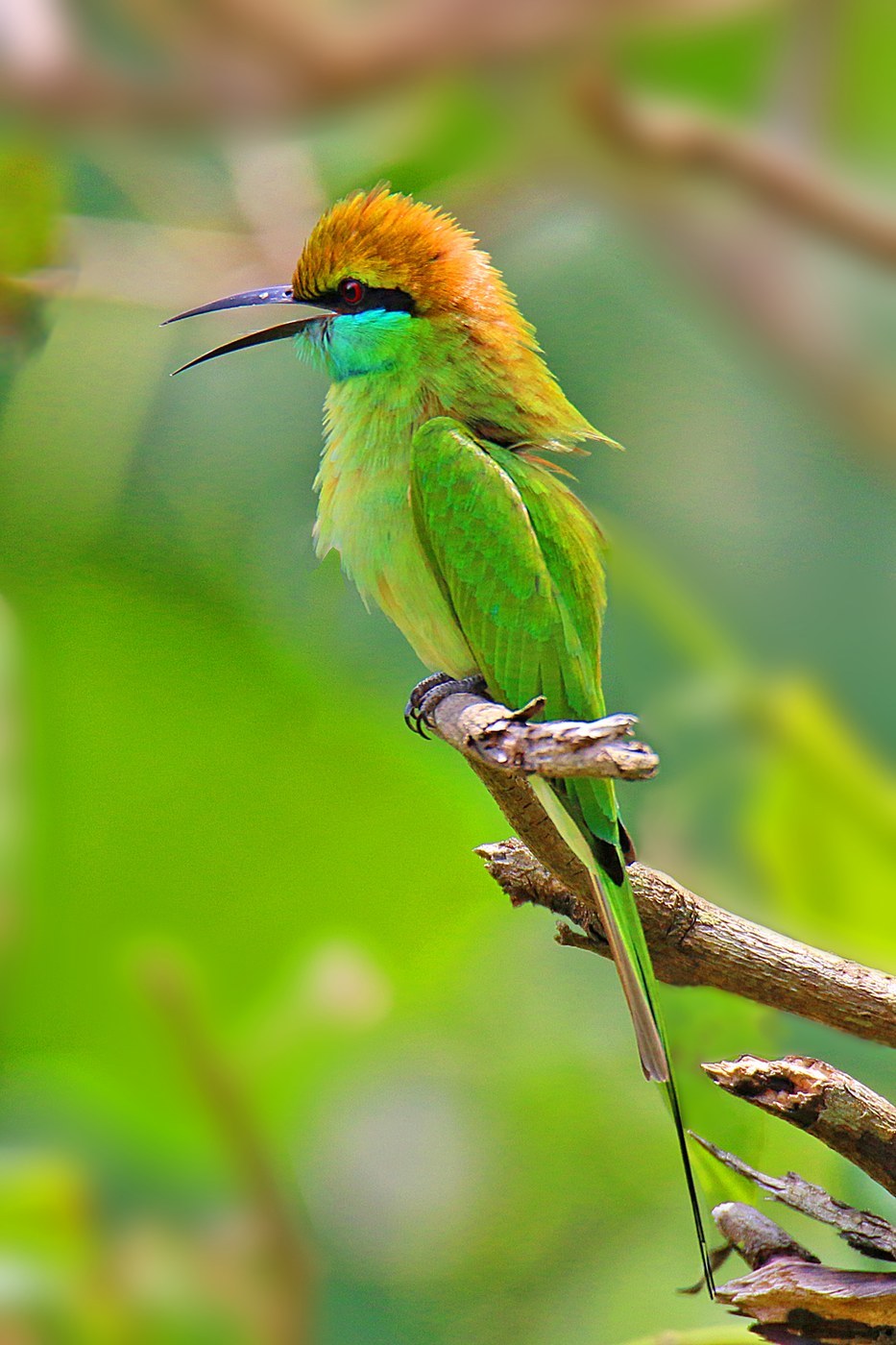 Green Bee-eater
