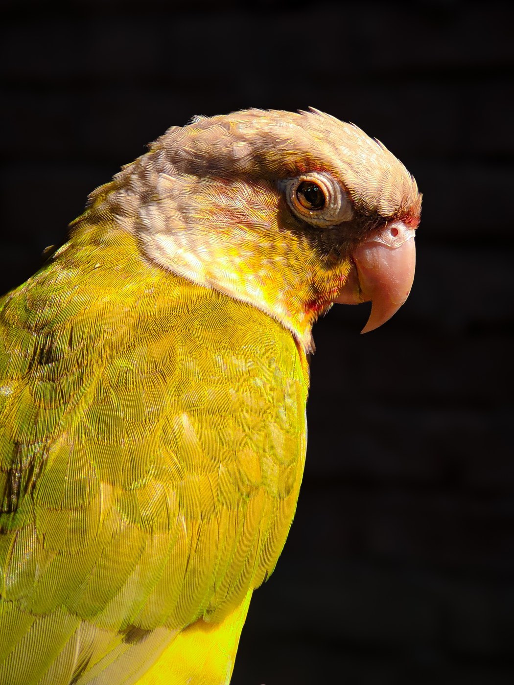 Green-cheeked Conure