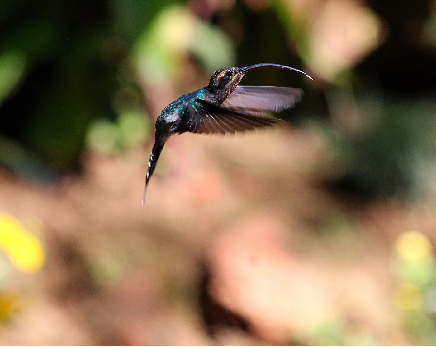 Green Hermit