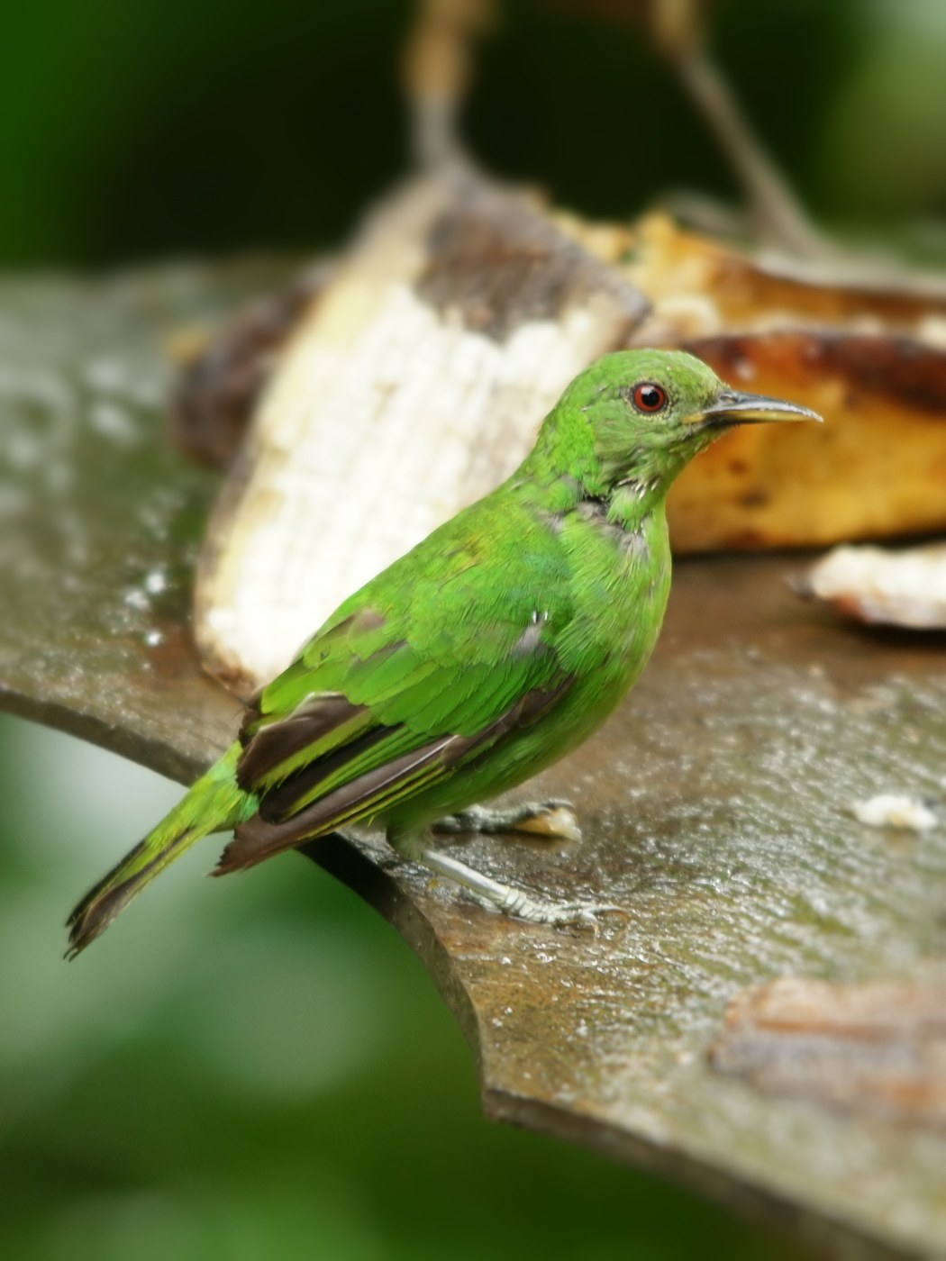 Green Honeycreeper