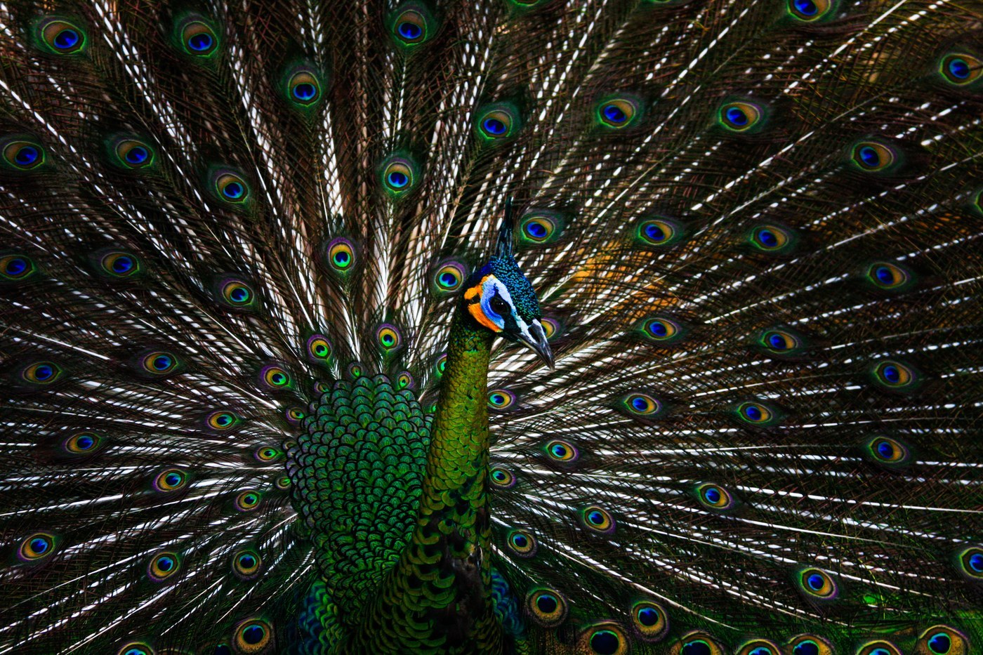 Green Peafowl
