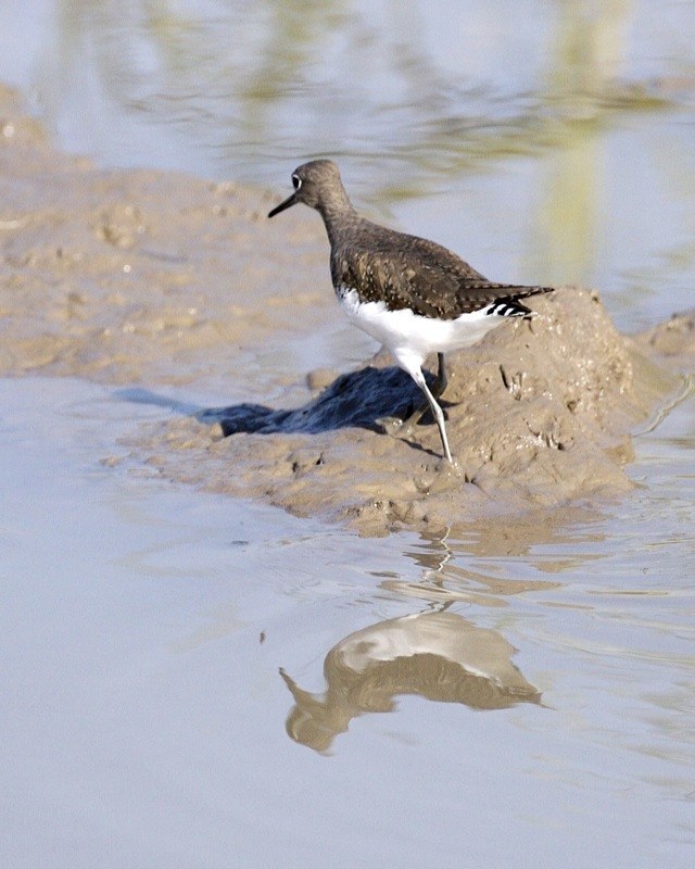 Green Sandpiper