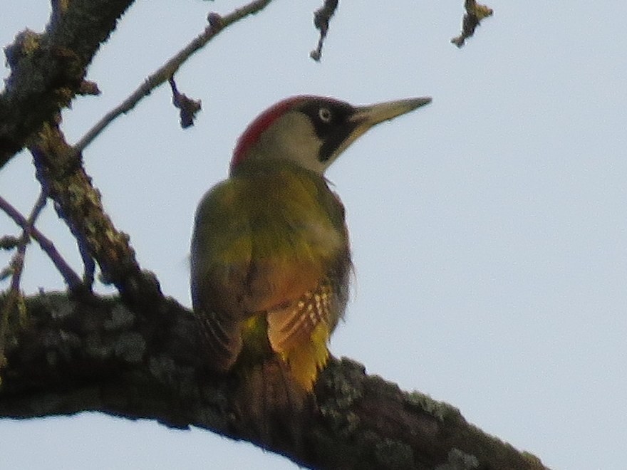 European Green Woodpecker