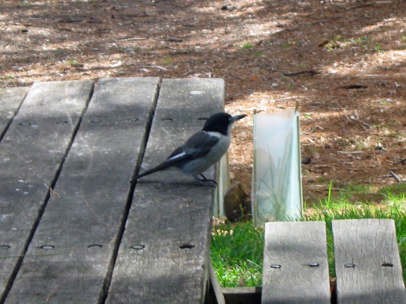 Grey Butcherbird