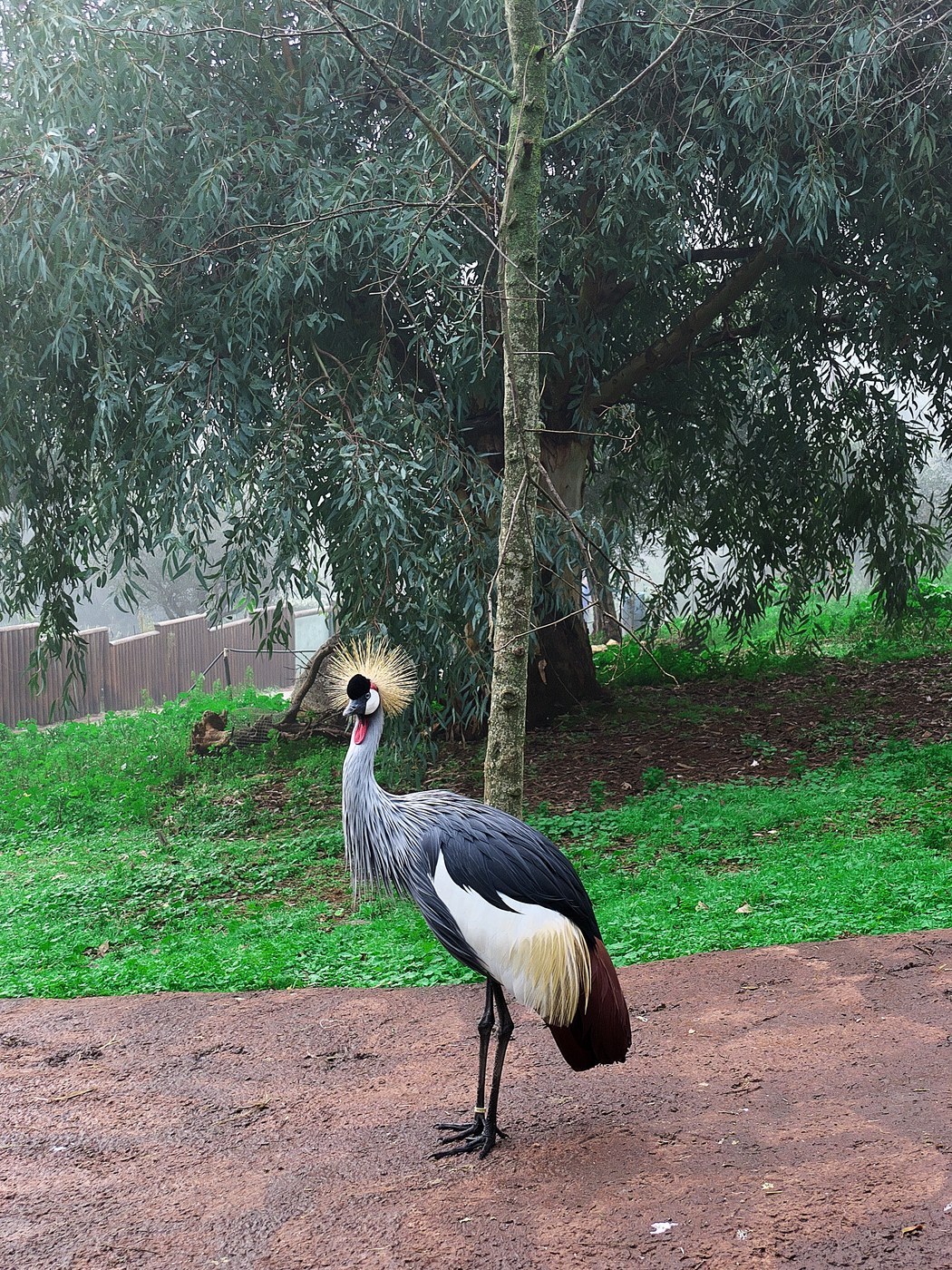 Grey Crowned Crane
