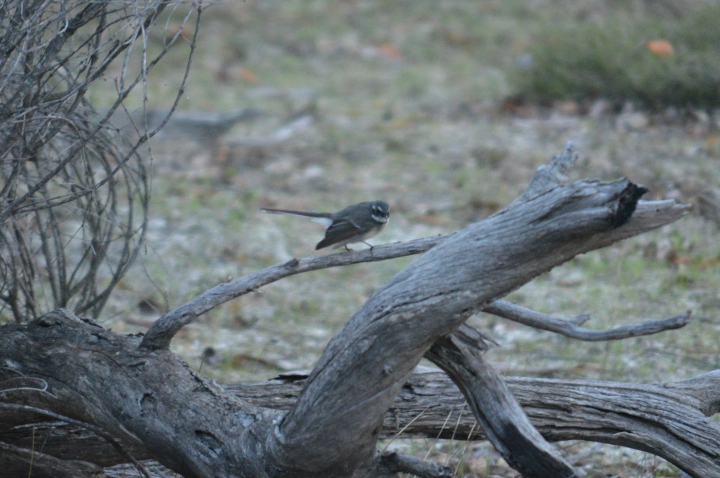 Grey Fantail