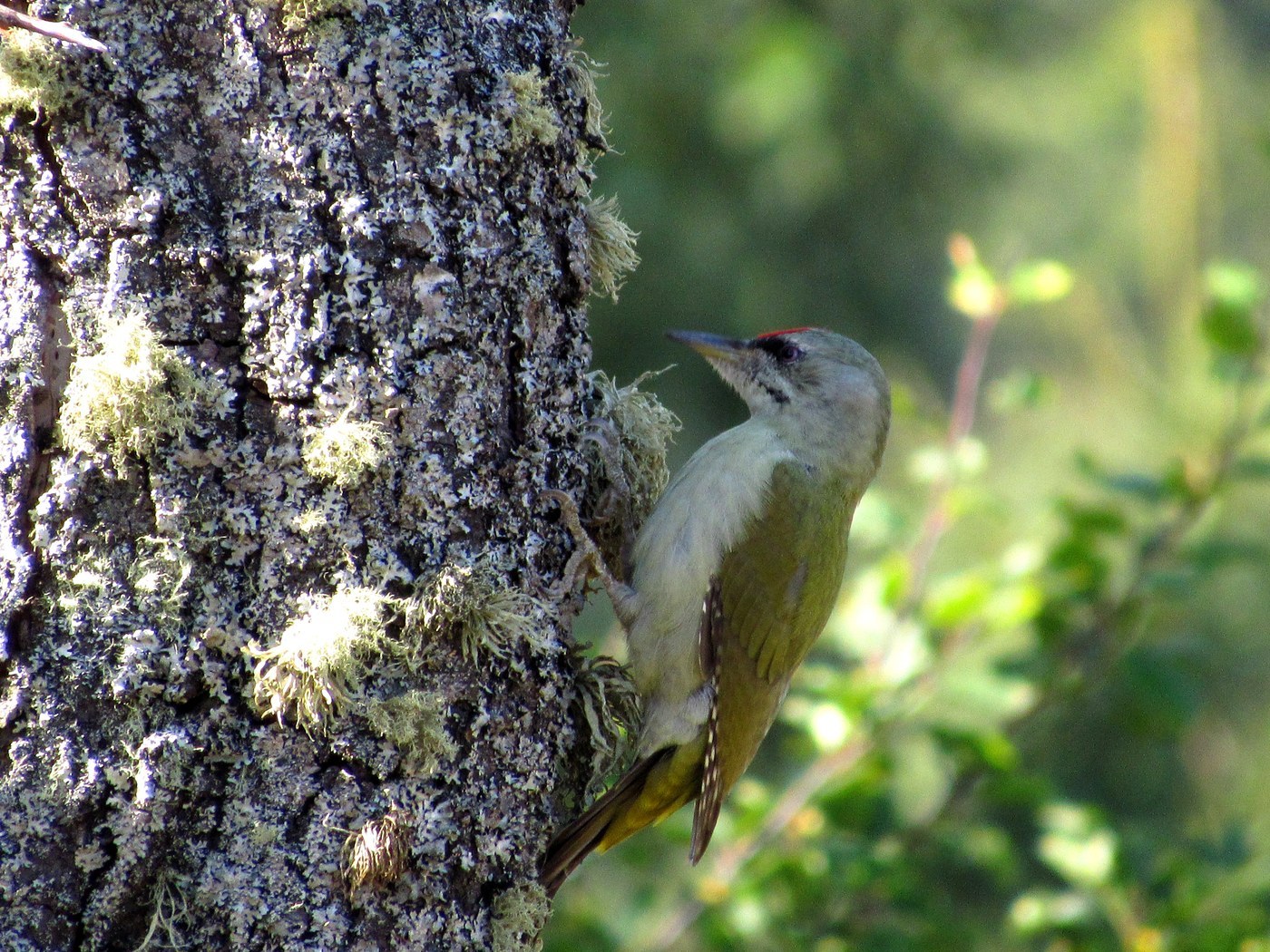 Grey-headed Woodpecker