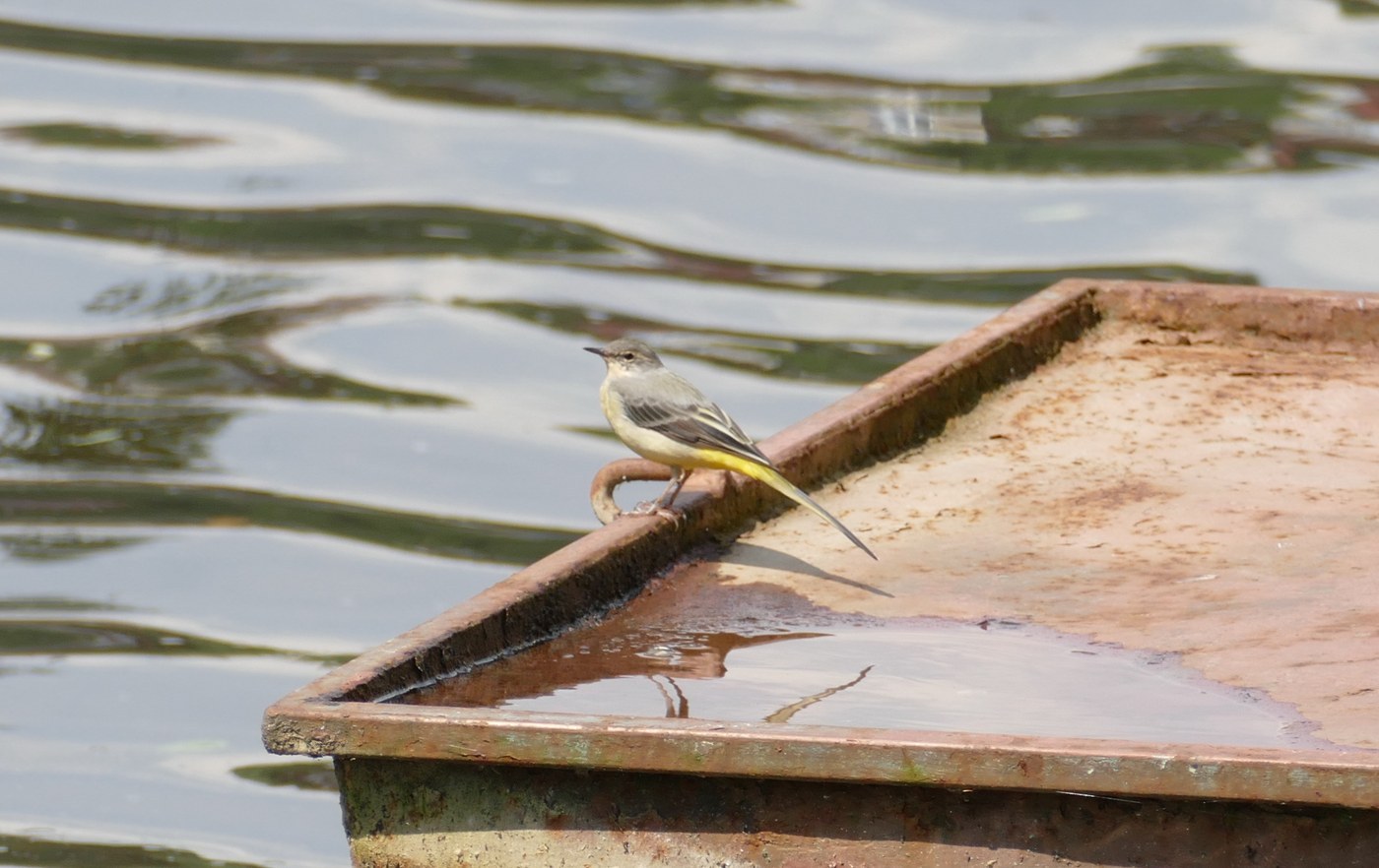 Grey Wagtail