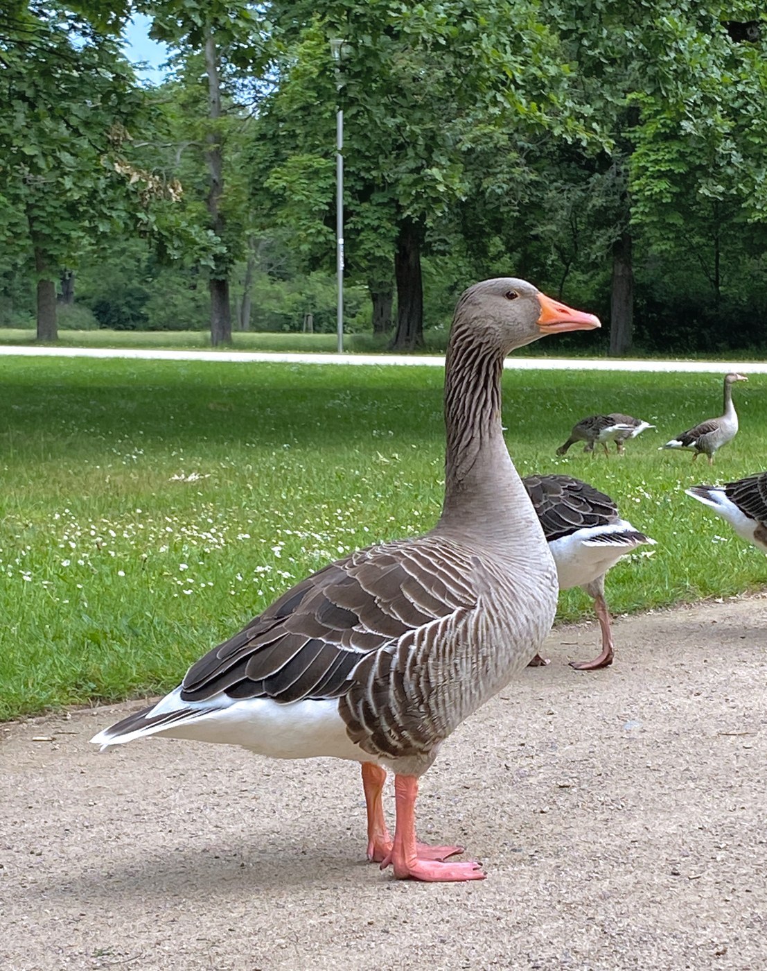 Greylag Goose