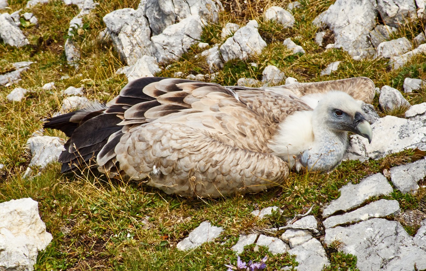Griffon Vulture