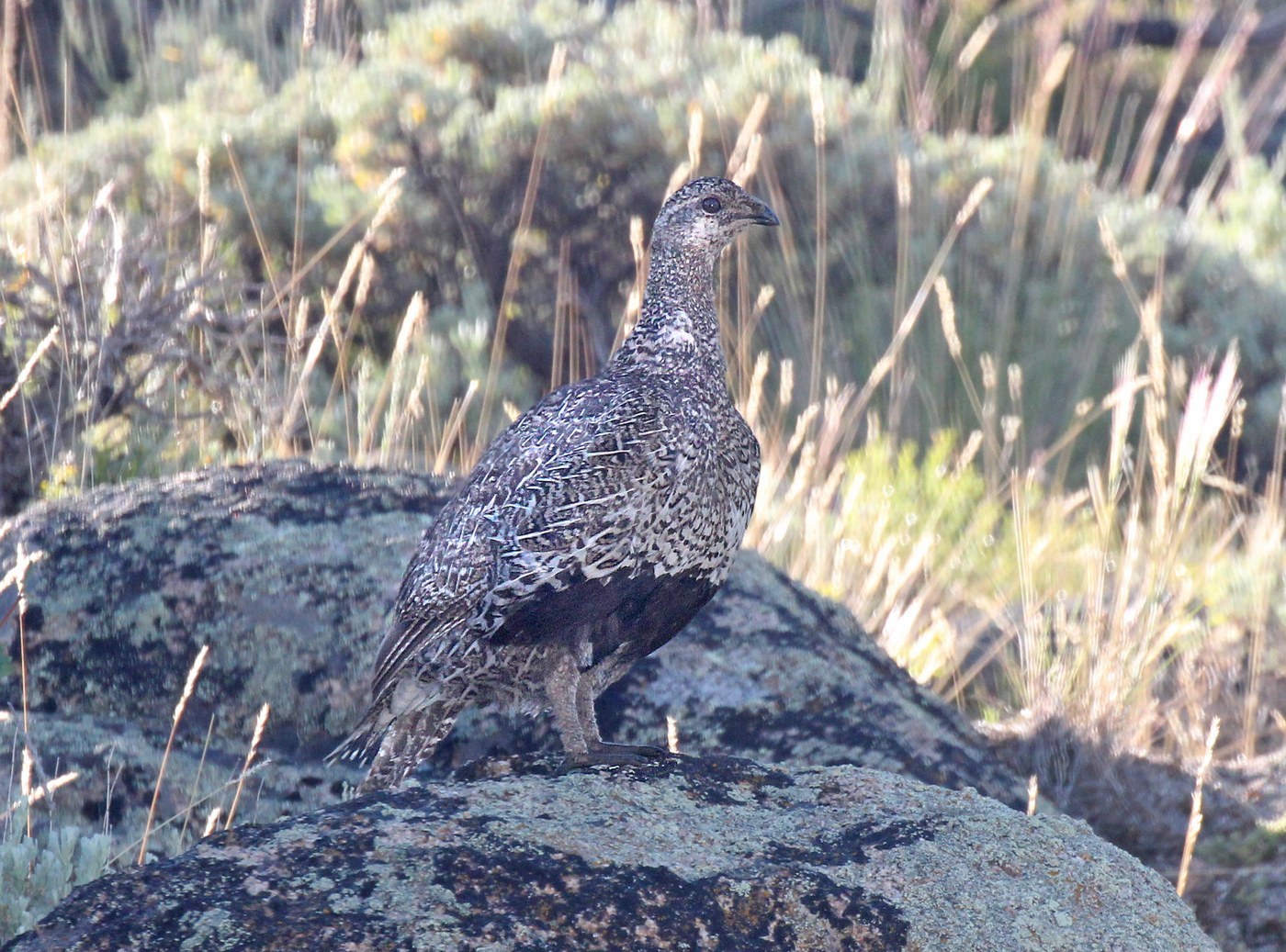 Gunnison Sage-Grouse