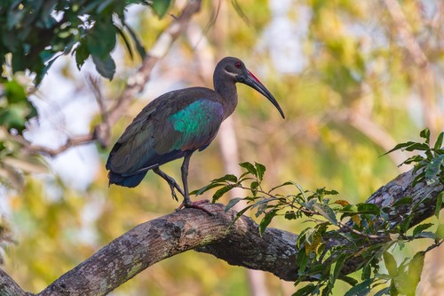 How to Identify Hadada Ibis Feathers