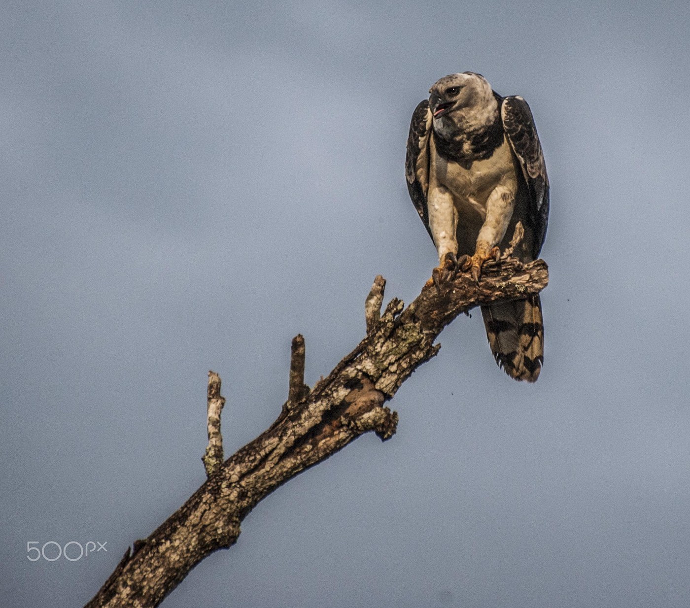 Harpy Eagle