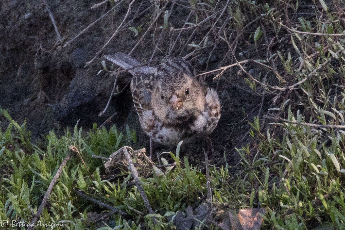 Harris's Sparrow