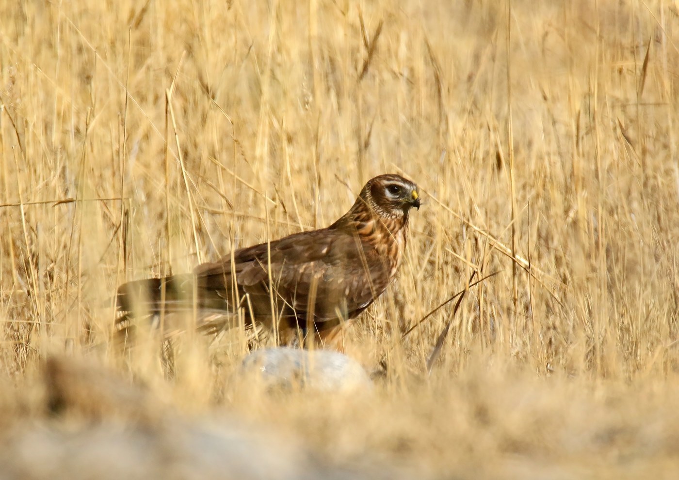 Hen Harrier