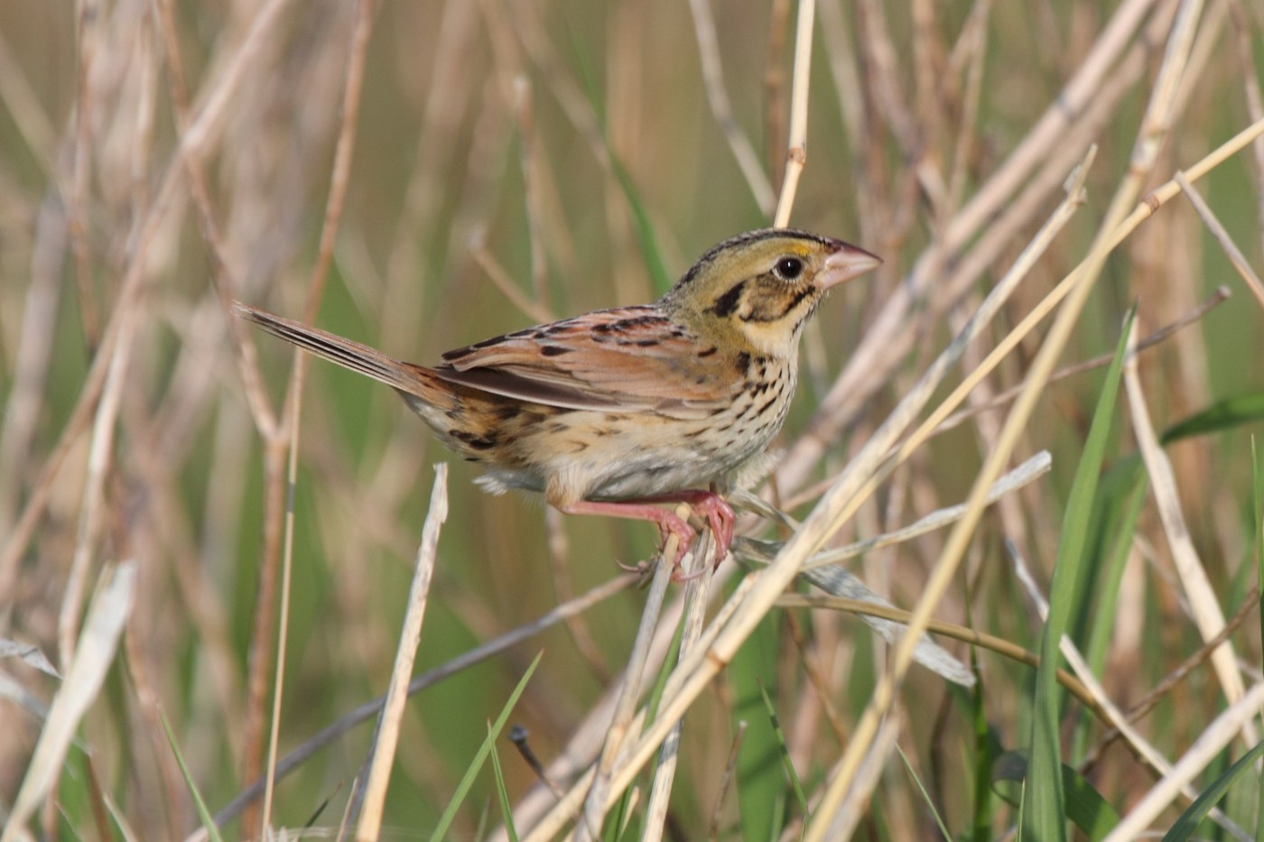 Henslow's Sparrow