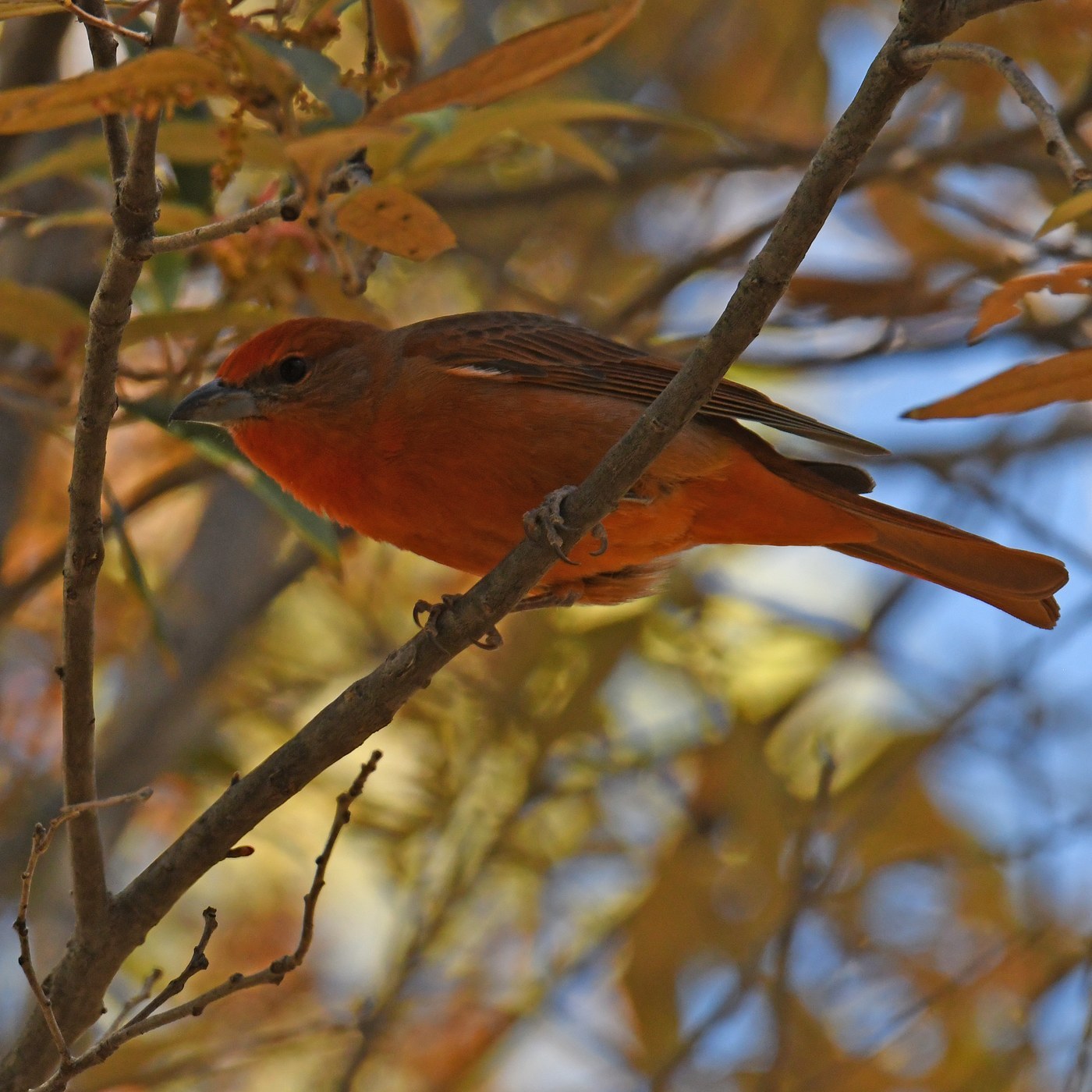 Hepatic Tanager