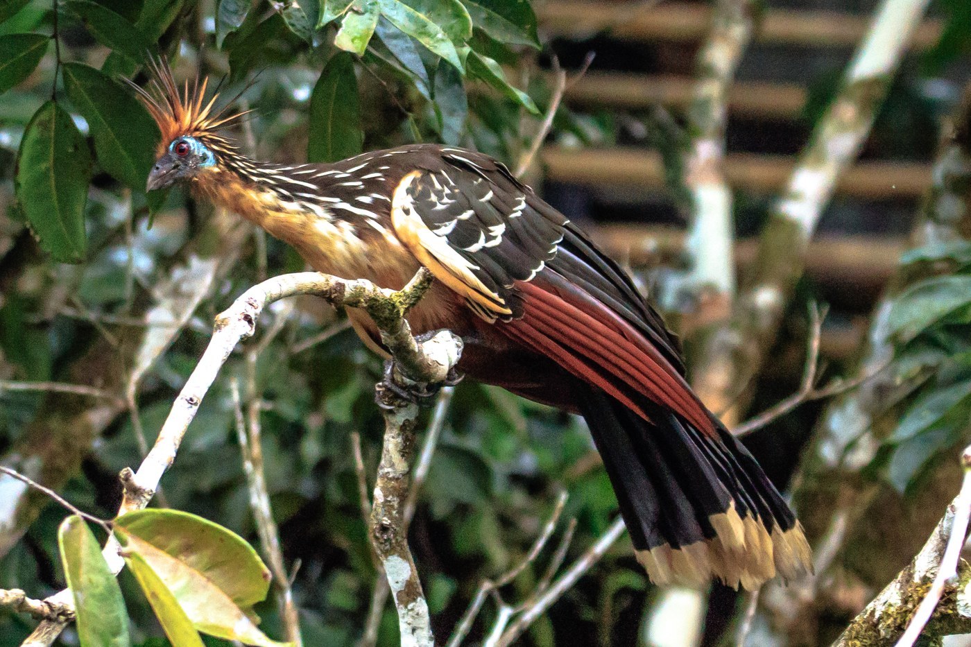 Hoatzin