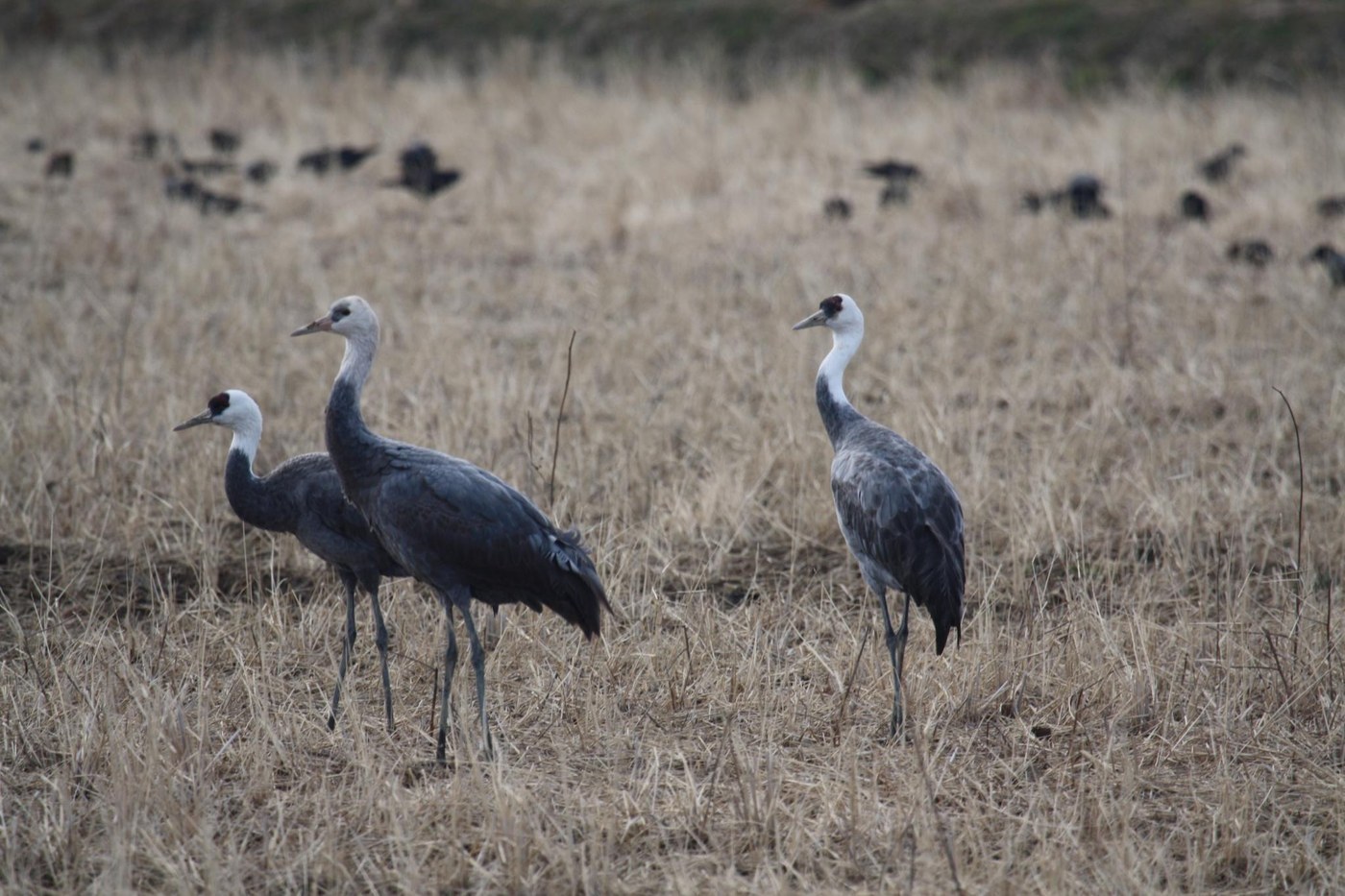 Hooded Crane