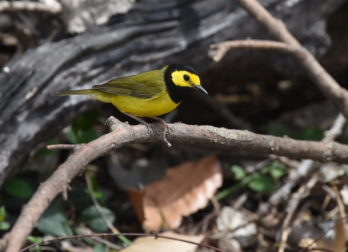 Hooded Warbler