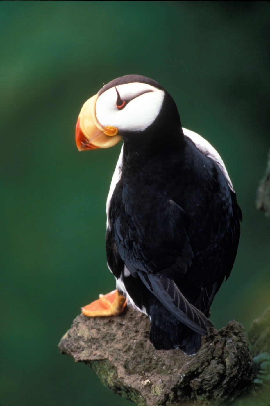 Horned Puffin