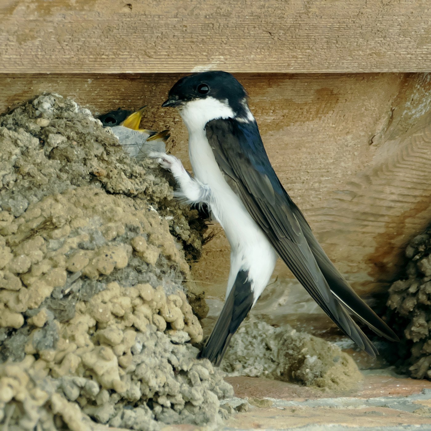 House Martin