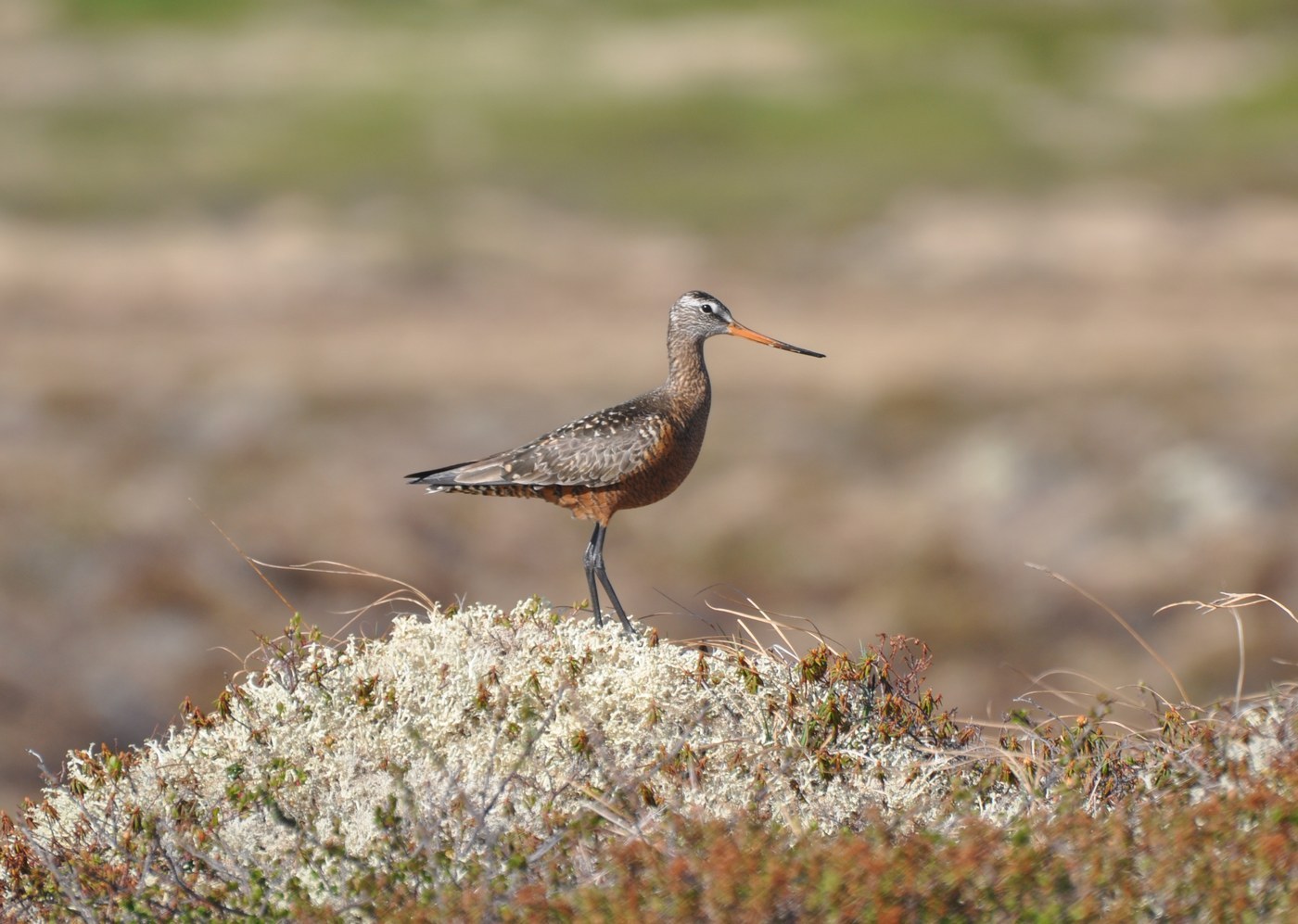 Hudsonian Godwit