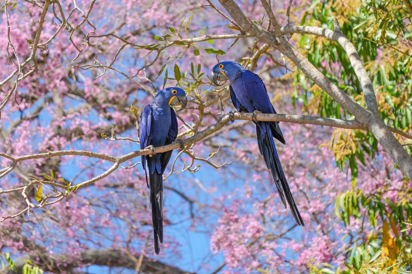 Hyacinth Macaw