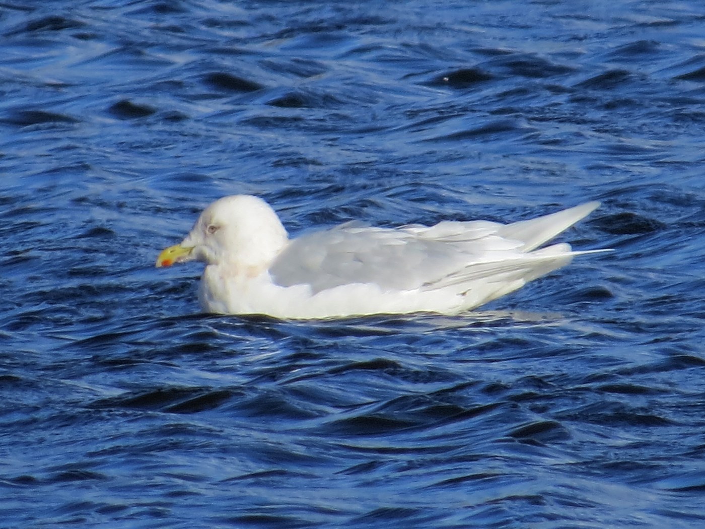 Iceland Gull