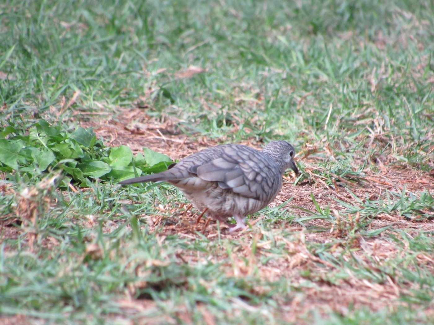 Scaled Dove