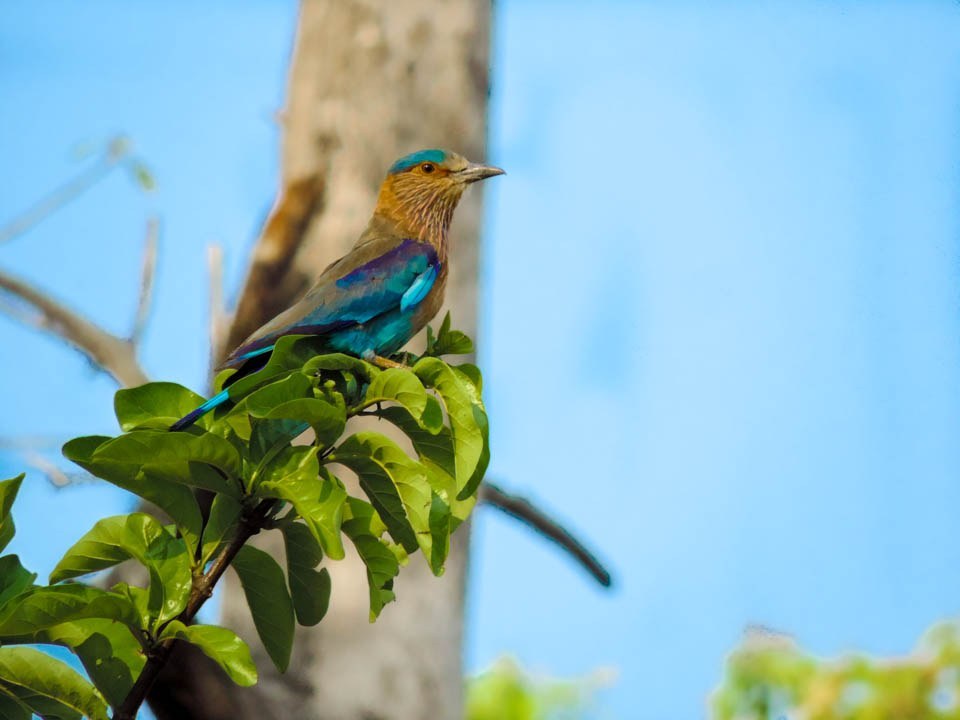 Indian Roller
