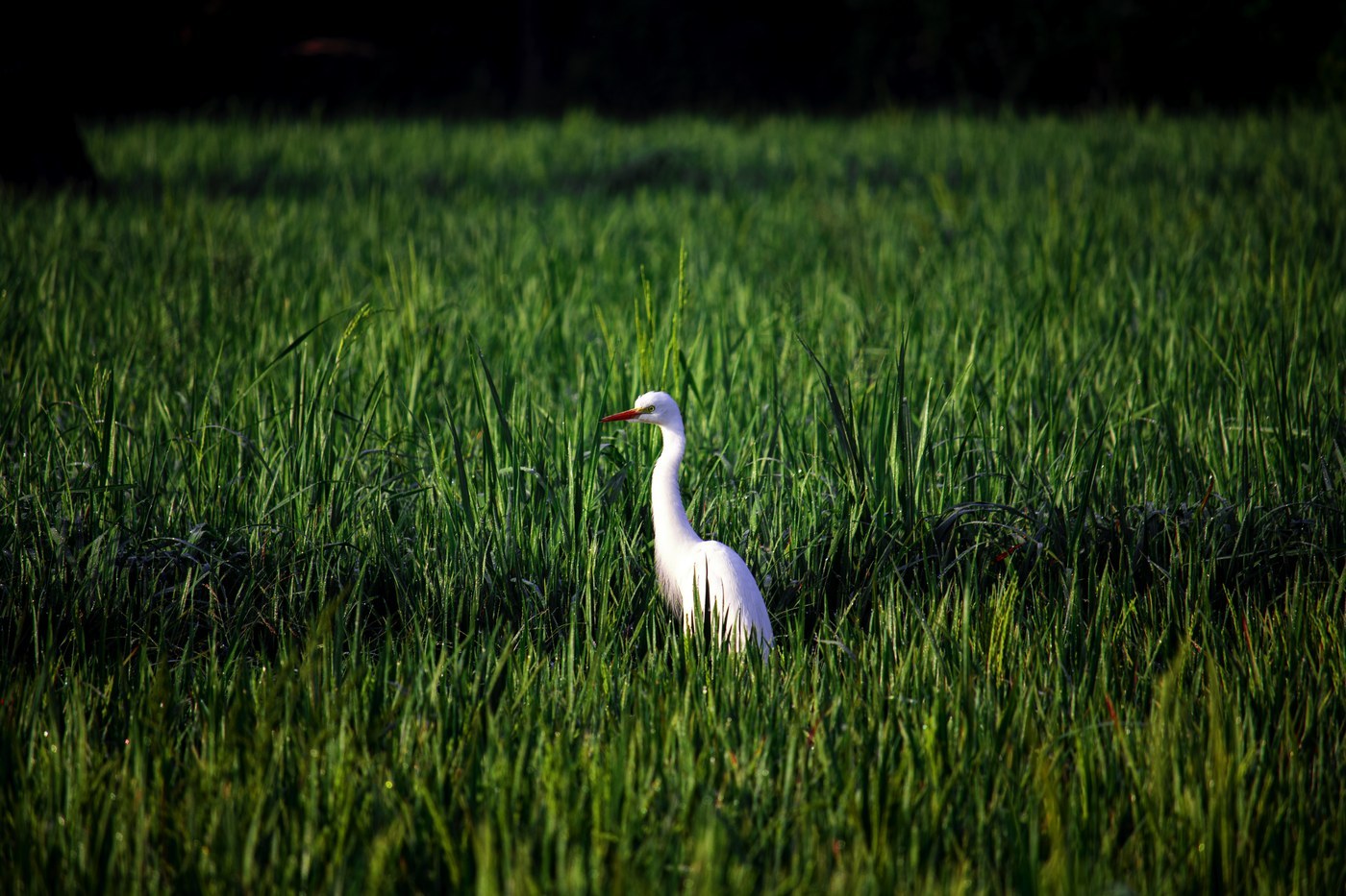 Intermediate Egret