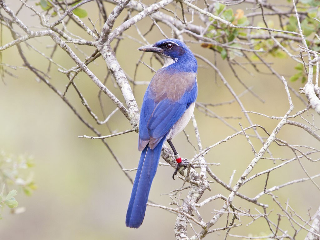 Western Scrub-Jay