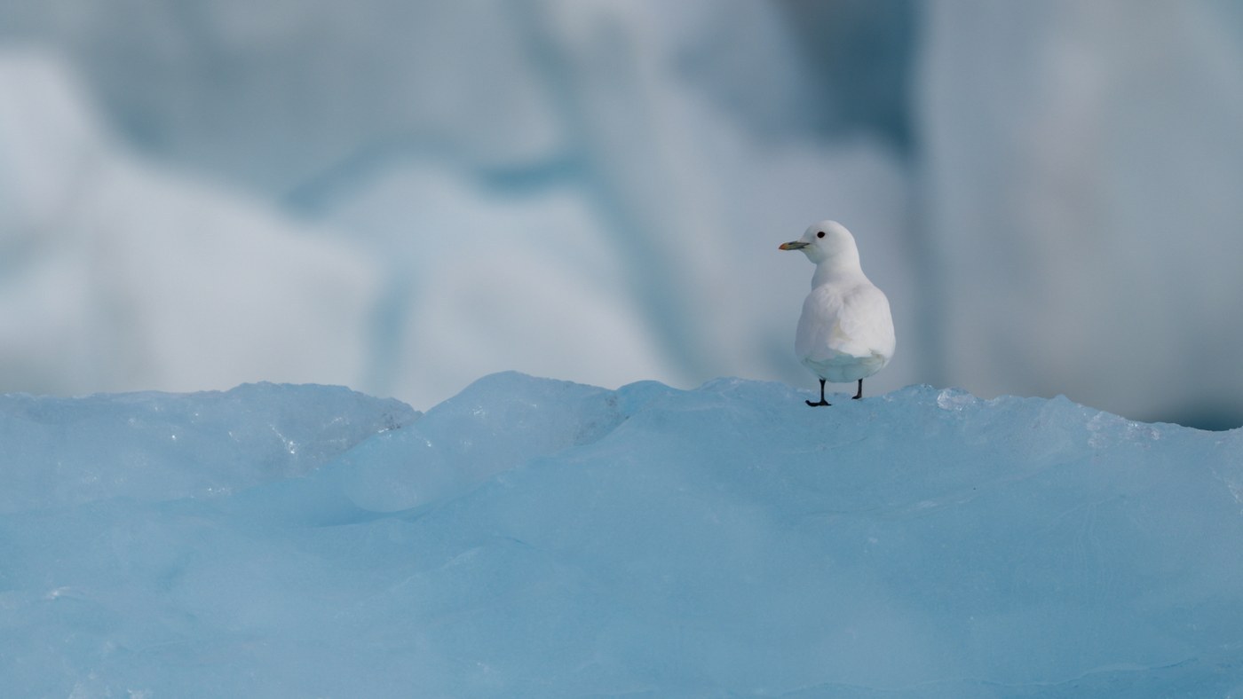 Ivory Gull