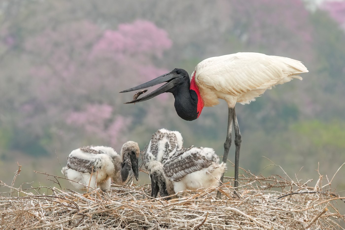 Jabiru