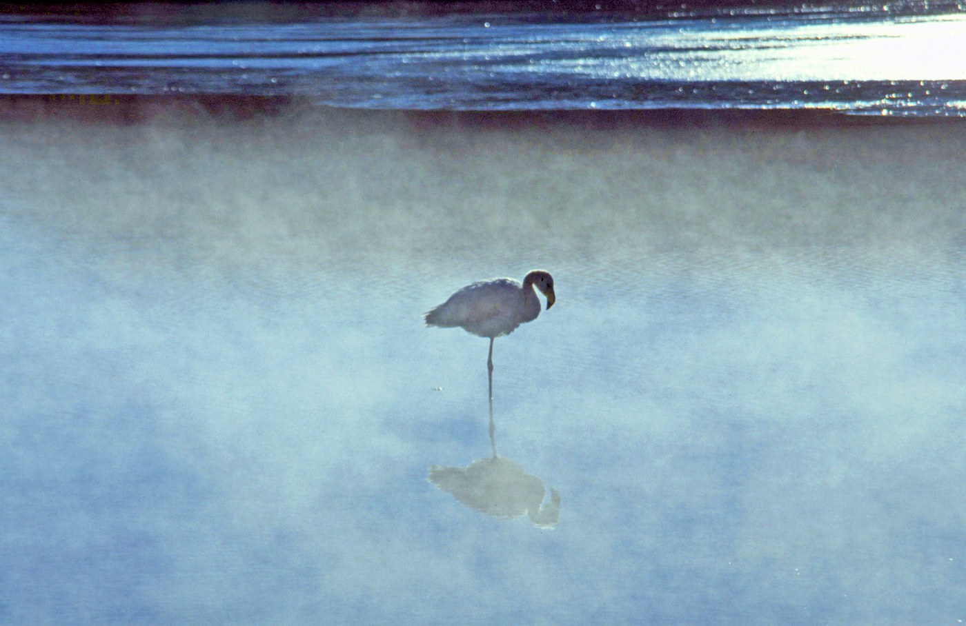 James's Flamingo
