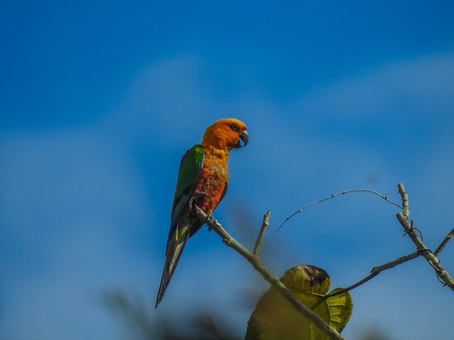 How to Identify Jenday Conure Feathers