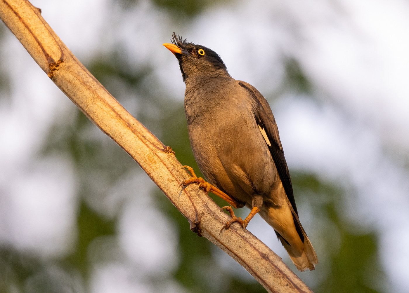 Jungle Myna