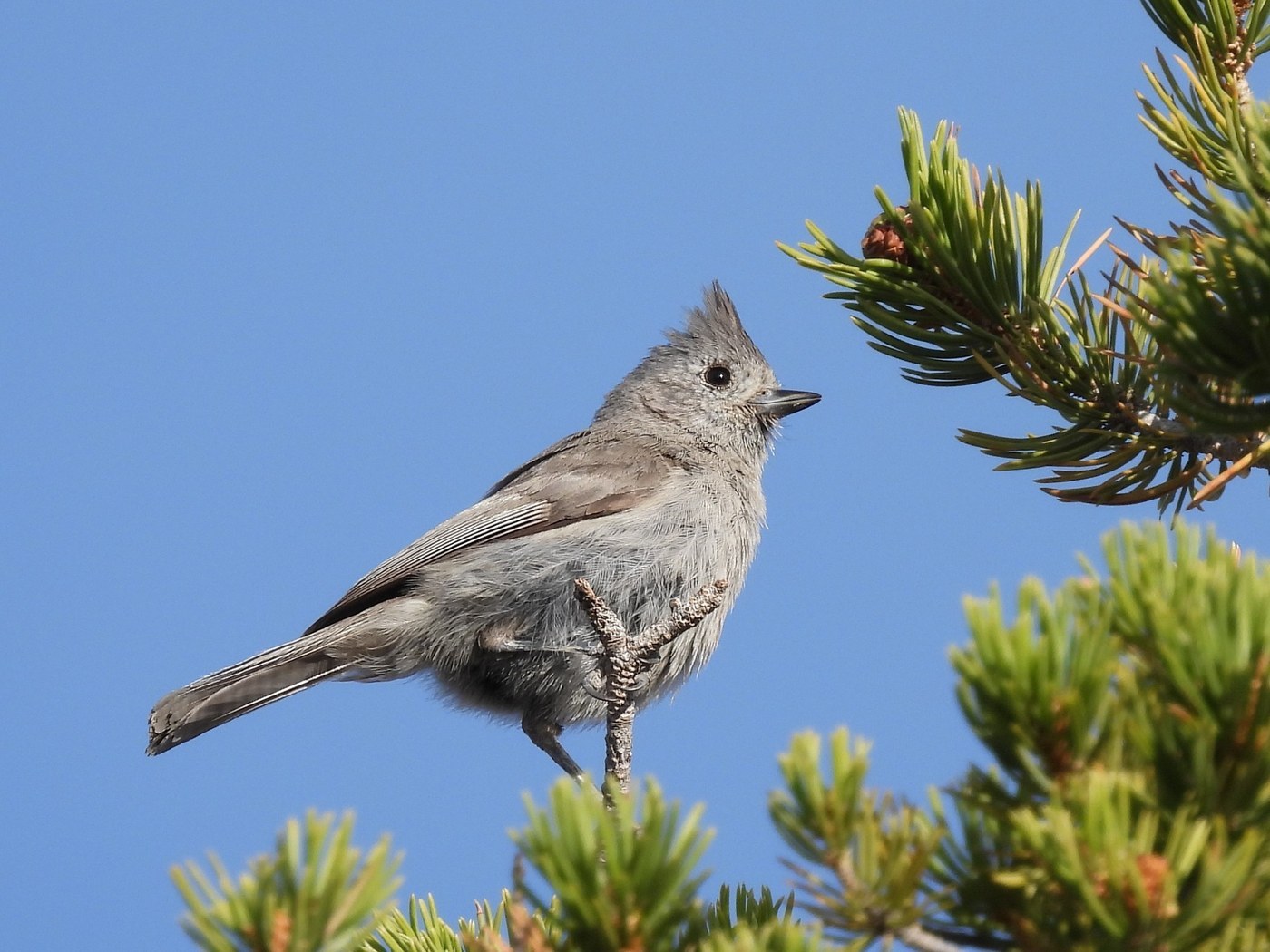 Juniper Titmouse