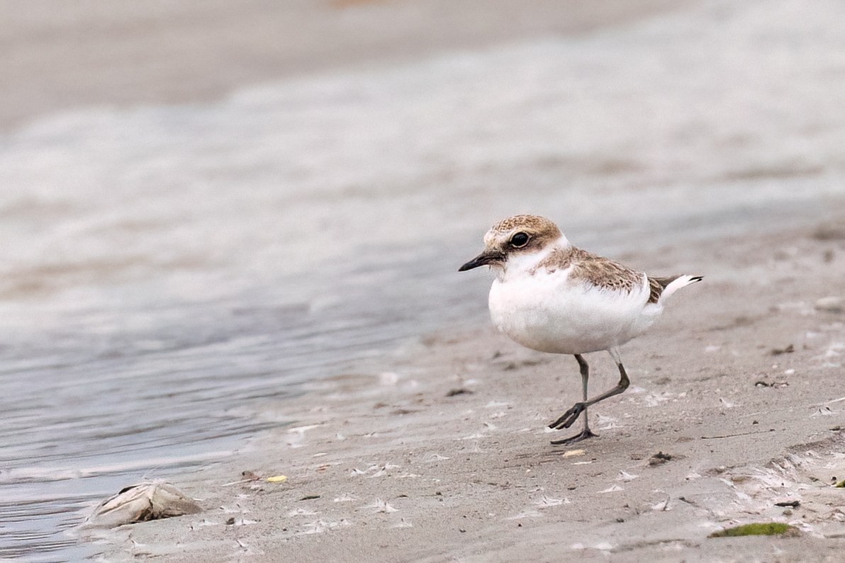 Kentish Plover