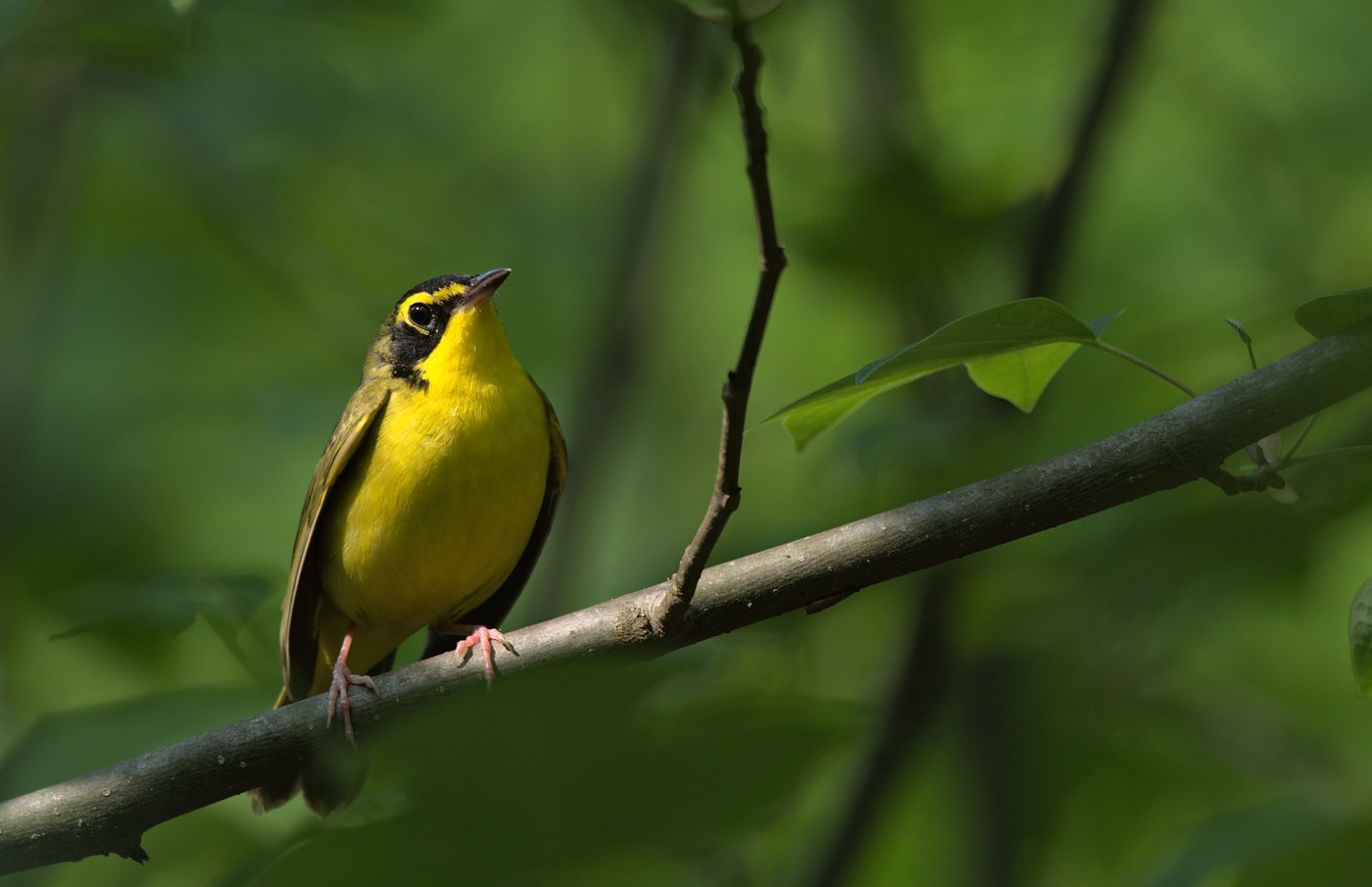 Kentucky Warbler